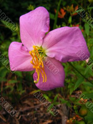 Virginia Meadow Beauty