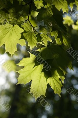 Leaves of maple Leaves of maple