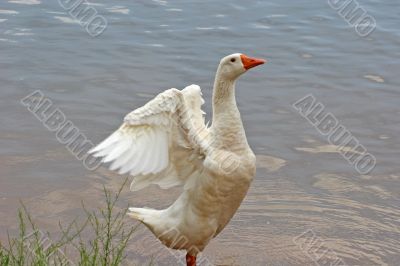 Stretching Wings Stretching Wings