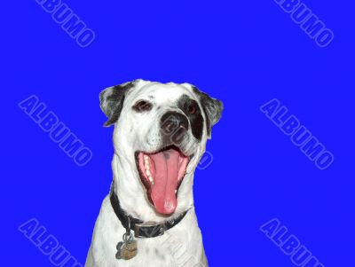 Laughing White Dog