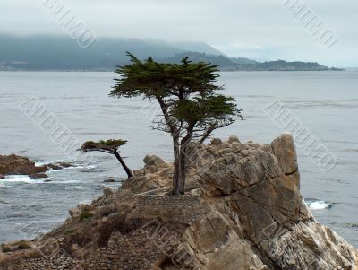 lone cypress tree