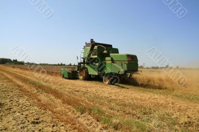 Wheat harvest