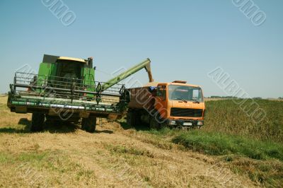 Wheat harvest