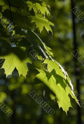 Leaves of maple Leaves of maple