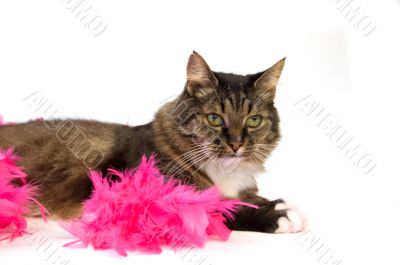 domestic cat laying in a boa