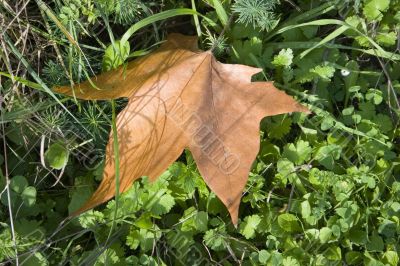 Fallen leaf