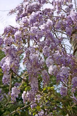 Wisteria vine