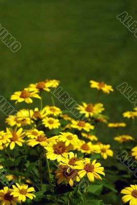 Sunflowers Sunflowers