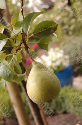 Pear