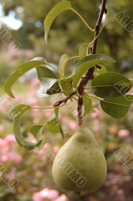 pear pear