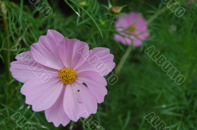 purple flower