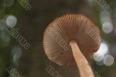 mushroom