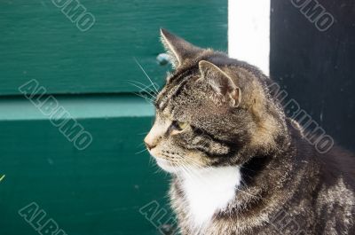 farm cat