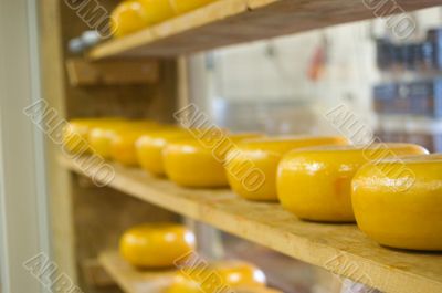 dutch cheeses