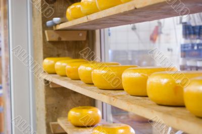 dutch cheeses