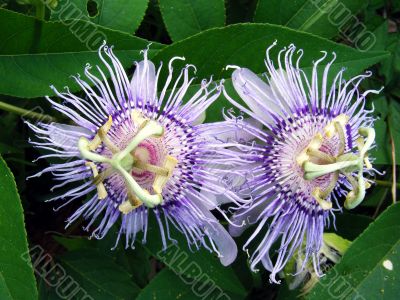 passion flower