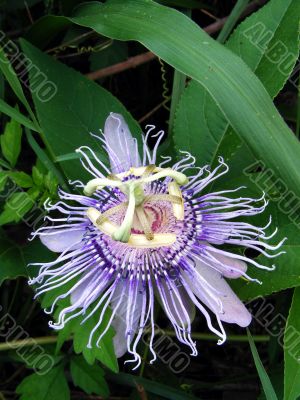 Passion flower