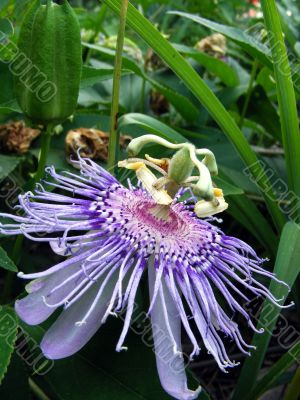 Passion flower