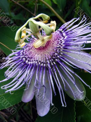 Passion Flower