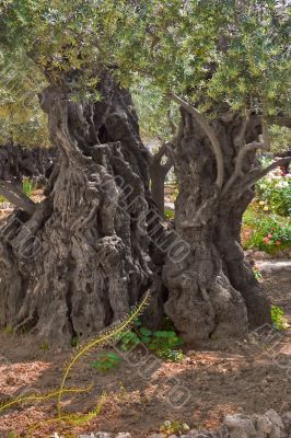 Ancient olive tree. Ancient olive tree.