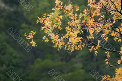 Autumn rain Autumn rain