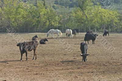 Camargue animals