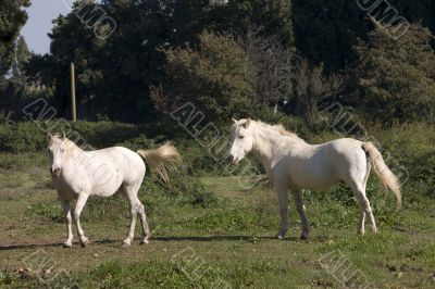 Camargue horses