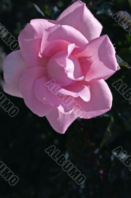Full pink rose