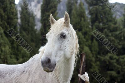 Horse in rain Horse in rain