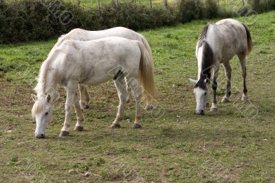 Horses feeding