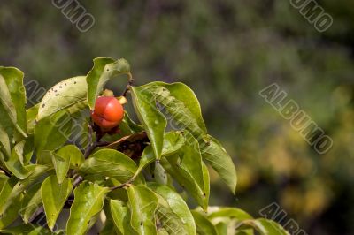 Persimmon