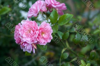Rose bouquet
