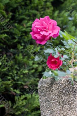 Rose on green Rose on green