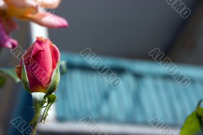 Rosebud abstract