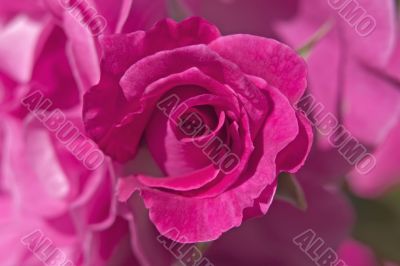 Roses roses