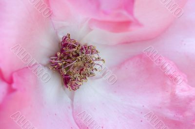 Pale rose
