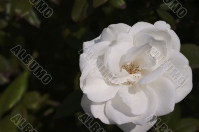 Sunny white rose
