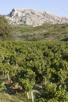 Vineyard beneath mountain Vineyard beneath mountain