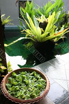 Balinese decor plants Balinese decor plants