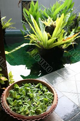 Balinese decor plants