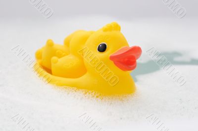 Three rubber ducks in foam water #5