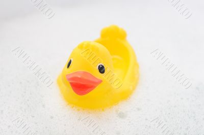 Rubber duck in foam water