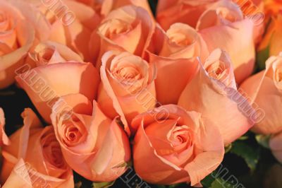 Pink Roses Pink Roses
