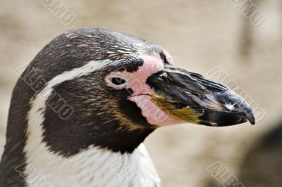 Penguin Penguin