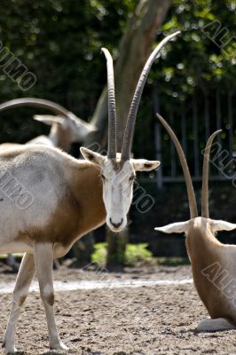Arabian Oryx Arabian Oryx