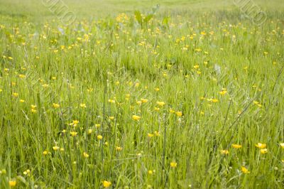 Buttercups Buttercups