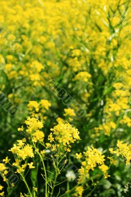 Rapeseed flower field