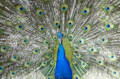 Impressive Peacock