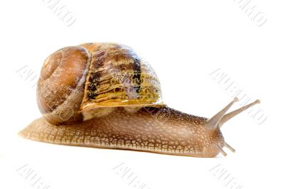 commun european snail (Helix aspersa)