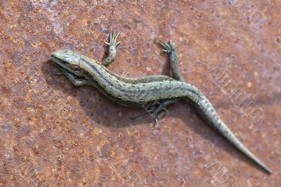 Thin Lizard over rusty iron